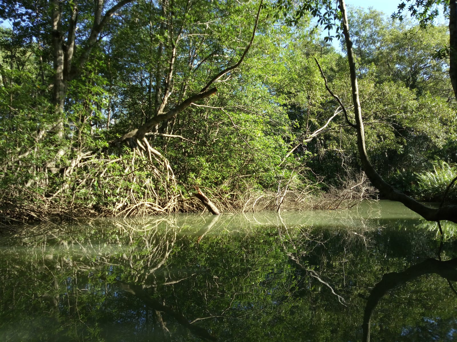 Mangrove Tour Damas